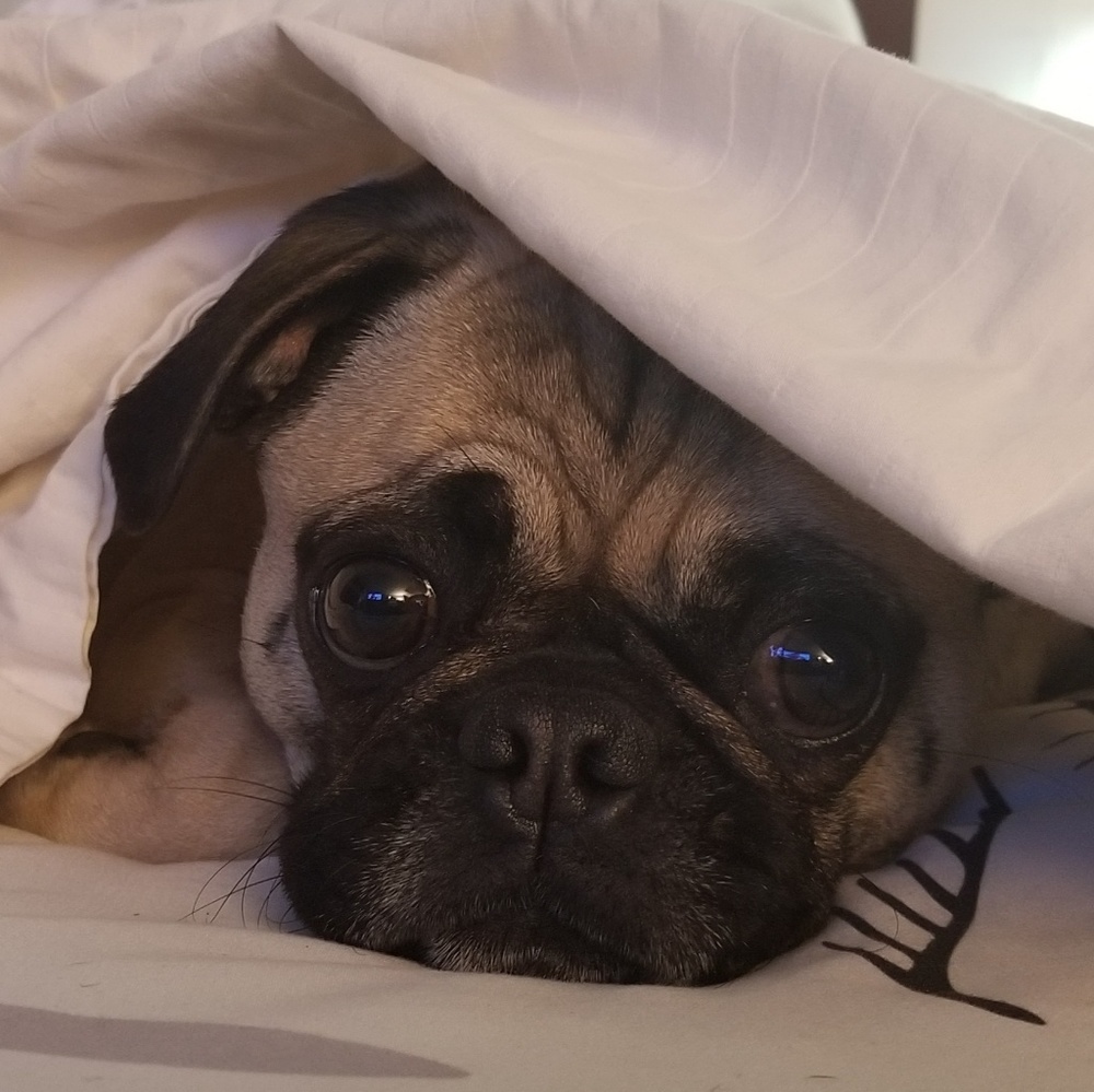 Meet your Posher, Julie